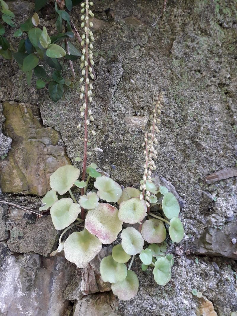 Pianta su muro in ombra da determinare. RISOLTO: Umbilicus rupestris